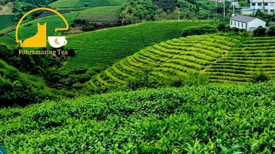 Fouramazingtea Longjing Dragon Well Chinese Green Tea Loose Leaf Maojian Maofeng Pu′er/PU Erh Instant Tea Organic EU Standard Black/White Tea Oolong Tea