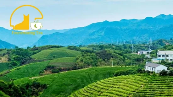 Fouramazingtea Bulk Loose Leaves Health Twisted Jasmine Scented Green Tea Maofeng Maojian