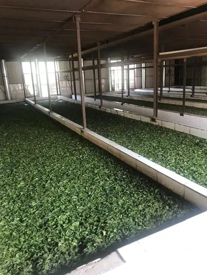 Mo Li Yin Zhen EU Standard Filter Bags Jasmine Scented Silver Needle Green Tea