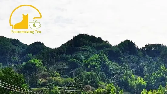 Fouramazingtea Chaozhou Fenghuang Dancong Milanxiang Oolong Tea Instant Tea Powder First Grade Gyokuro Steamed Antioxidant Green Tea