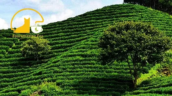 Fouramazingtea Health Organic Blooming Tea Chinese Sichuang Jasmine Maofeng Tea Green Tea