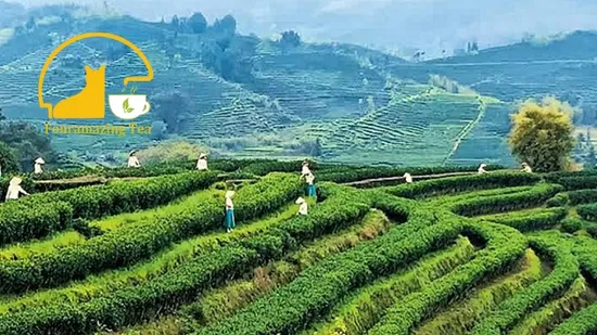 Fouramazingtea Ecological Organic EU Standard Honey Fragrance Black Tea (trace elements: selenium&zinc) Chinese Green/White/Oolong/Puer/Puerh Tea The Vert De 