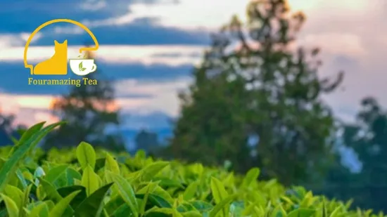 Fouramazingtea Anji Baicha White Tea Te Health Premium Handmade Silvery Hair Green Tea Chinese Wholesale Loose Leaf Tea Te Best Quality 