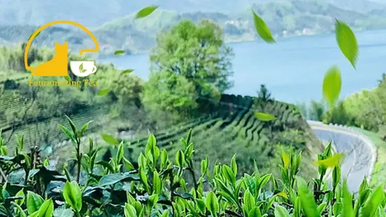 Fouramazingtea Yunnan Xinhui Tangerine Peel Ripe/Shu Pu′er Instant Tea Extract Cha China Organic Green Black White Tea Factory Wholesale Herbal Detox Tea Pu′er 