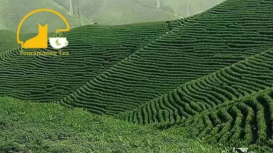 Fouramazingtea Chinese Huangshan Maofeng Green Tea Health Natural Early Spring Loose Leaf Pu′er/Pu′erh Tea Organic EU Standard Black/White/Oolong Tea 