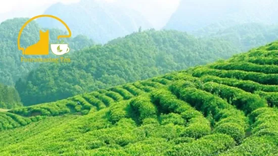 Fouramazingtea (xiao qing GaN)green Mandarin oranges Menghai Ripe/Shu Pu′er Puerh Instant Tea Extract Cha Organic Chinese Detox GABA White/Black/Green/oolong te 
